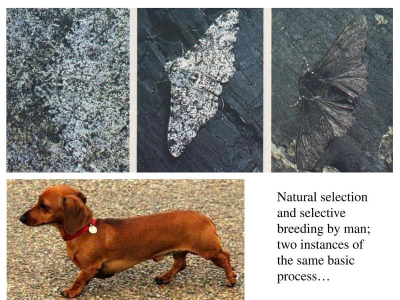 Selective breeding orchestrated by humans has produced many breeds of dogs ve…