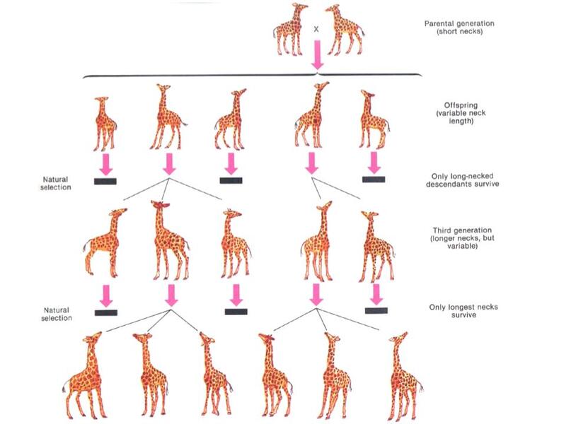 This diagram shows a classic example of how that process works, the evolution…