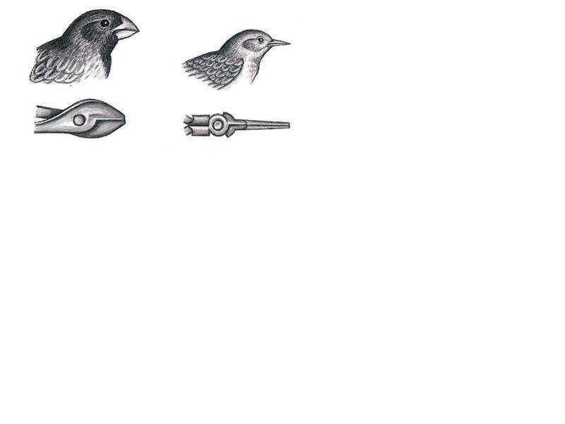 Finch beaks, Darwin realized, reflect the principle that Louis Sullivan would…
