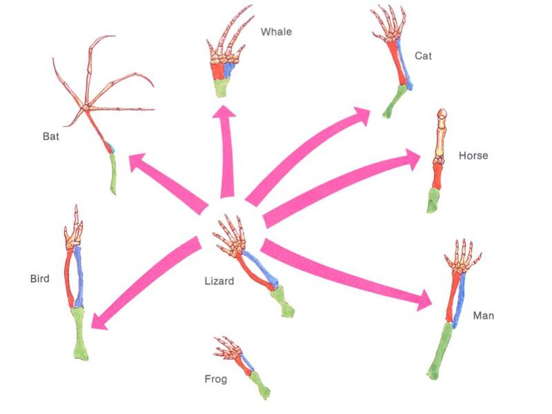 Understanding of evolutionary patterns can help to make sense of formal relat…